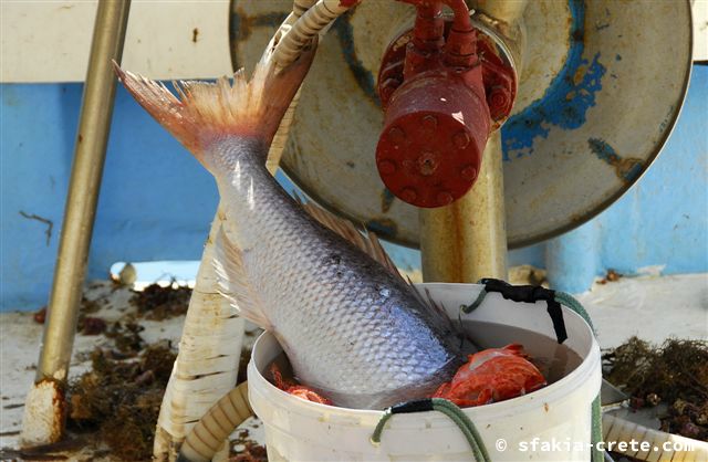 Photo report of a trip around Sfakia, Crete, May 2006